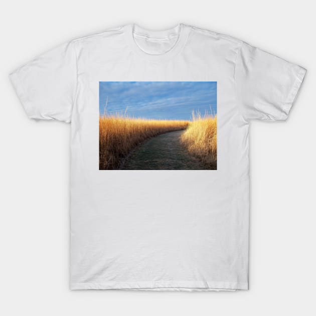 Path of Light T-Shirt by bgaynor